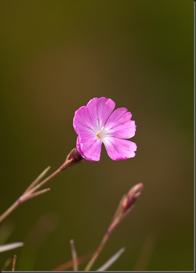 Cheddar Pink