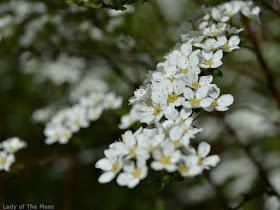 kukka, flower, norjanangervo