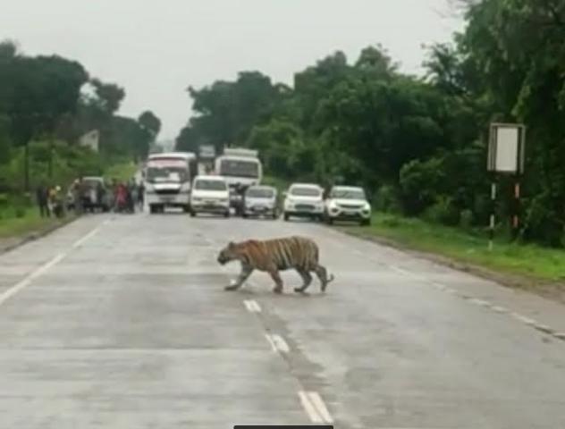 Rising Tiger Numbers