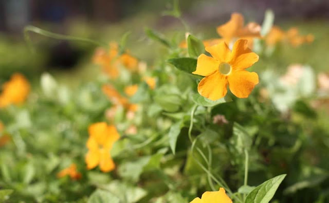 Black-Eyed Susan Vine Flowers Pictures