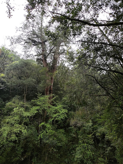 拉拉山國家森林遊樂區 - 未來的神木