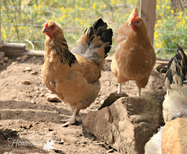 Three gold and black chickens in a fenced pen, near a large rock..