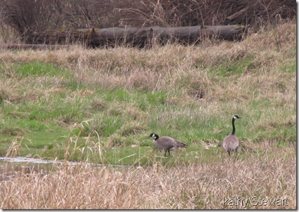 Goose Pair