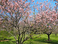 Bosque das Cerejeiras no Parque do Carmo