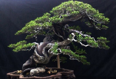 Picture bonsai santigi
