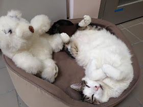 Tabby-and-white cat (Joel) curled in pet bed with teddy bear