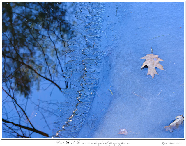 Great Brook Farm: ... a thought of spring appears...