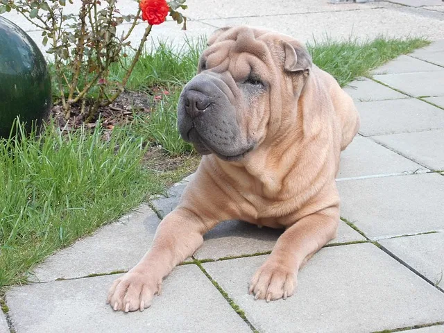 Trung Quốc Shar-Pei