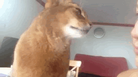 Funny cats - part 113 (40 pics + 10 gifs), cat gif, cute cat