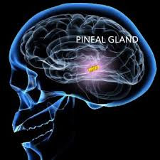 È stato collegato alla generazione di immagini nei sogni, con stati di coscienza che generano esperienze di pre-morte