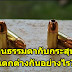 กระสุนธรรมดากับกระสุนหัวรูแตกต่างกันอย่างไร?