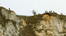 View from inside the quarry on Riddlesdown, with Jacob sheep on the skyline.  26 December 2014.