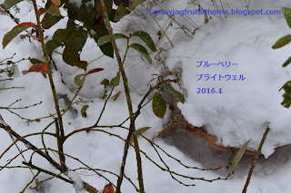 冬の鉢植えブルーベリー ブライトウェル