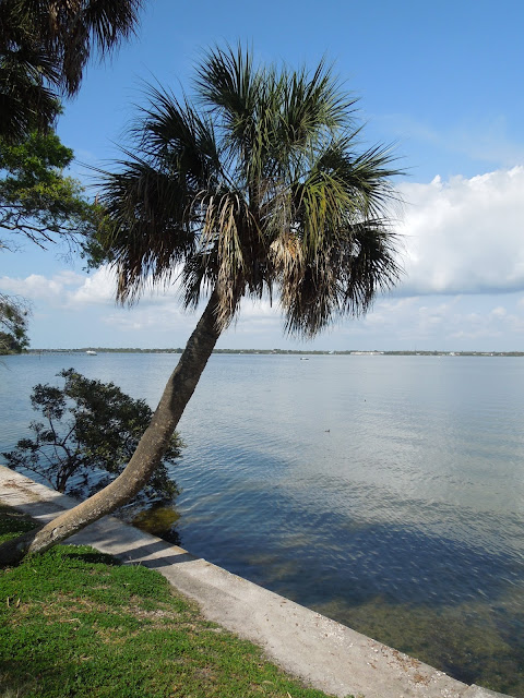 palm tree over the Bay