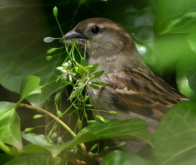 Birds And Their Nests