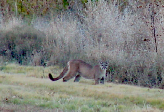 Wolves Wolf Facts Cougars Cougar Facts Coyotes Coyote