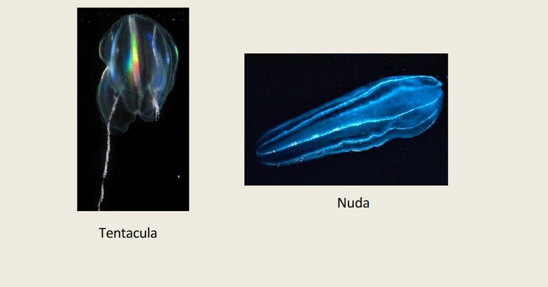  Contoh  Spesies  Filum Dari  Hewan  Invertebrata  Contoh  Zol