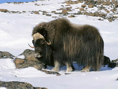 Yak 