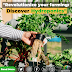 Exploring Hydroponics: Revolutionizing Agriculture with Soil-less Farming