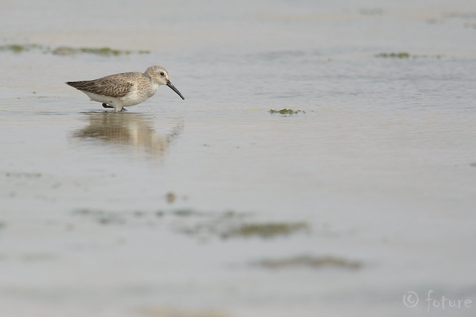 Soorüdi, Calidris alpina, Dunlin, soorisla, risla, rüdi, Red-backed Sandpiper