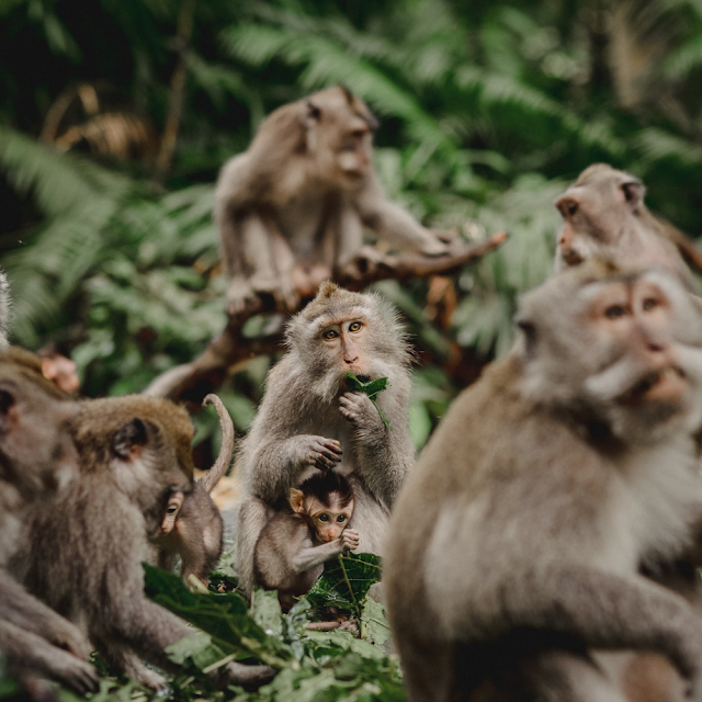 Mongkey Forest Ubud