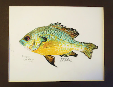 Pat Kellner, P. H. Kellner, P. H. Kellner Art, Texas Freshwater Fly Fishing, TFFF, Texas Fly Fishing, Fly Fishing Texas, Fly Fishing Art, Sunfish Art, Longear Sunfish, Longear Sunfish Art