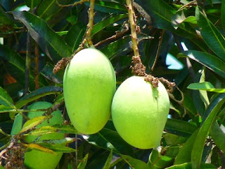 Manfaat Buah Mangga bagi Kesehatan Kita