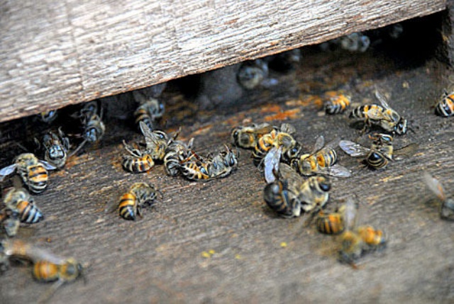 Euclides da Cunha terá centro de observatório apícula para monitorar causa de mortes de abelhas na região