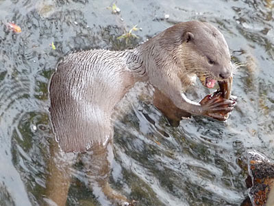 Smooth Otter (Lutrogale perspicillata)