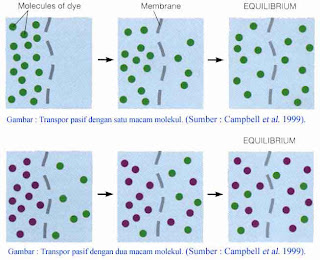 GADIS BIOLOGI: Mekanisme Transpor Zat Melalui Membran