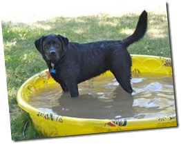 dog in kiddie pool