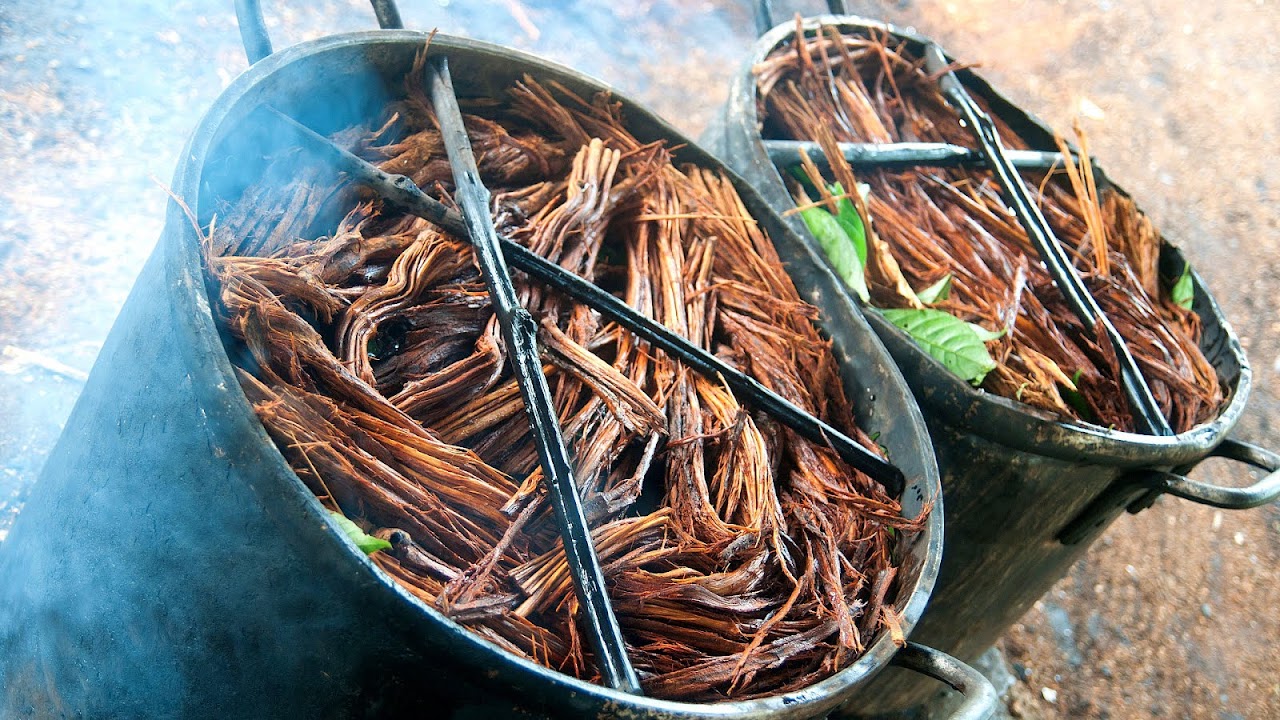 Ayahuasca - Ayahuasca Tea Recipe