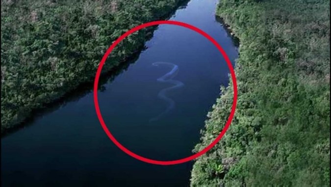 Imagens que o farão pensar duas vezes antes de entrar na água 13