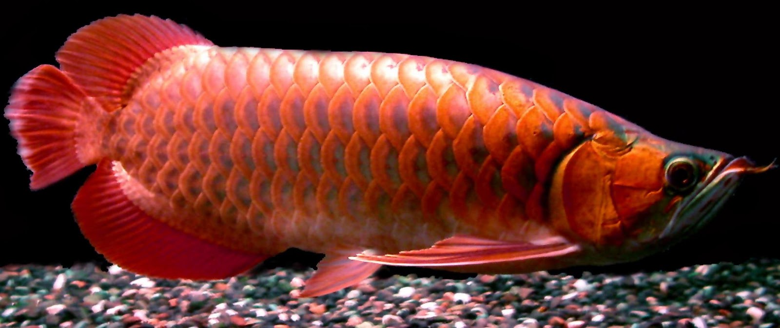 ORNAMENTAL FISH AQUARIUM: Cattle Red Arowana Fish