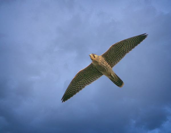 Immature Peregrine Falcon.