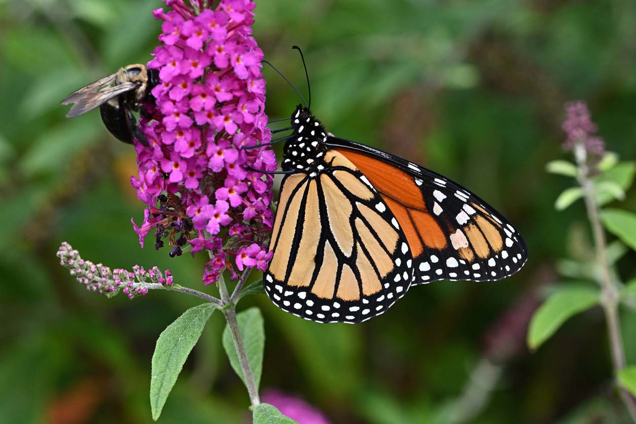 pollinators