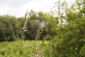 summer grass in Norfolk