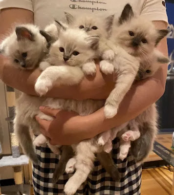 4Sale للبيع, ragdoll kittens kuwait , cats for sale, cats for sale in kuwait, Cats in Kuwait City, Kittens for Sale in Kuwait  السوق المفتوح, ragdoll cats, Pets in Kuwait City,ragdoll kittens friday ads,olx kittens kuwait