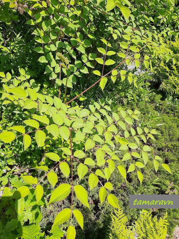 Аралия высокая / Аралия маньчжурская (Aralia elata, =Aralia mandshurica)