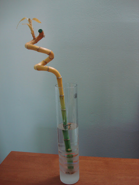 Lucky Bamboo Vase3