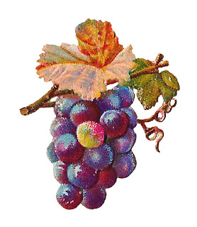 grape fruit image digital