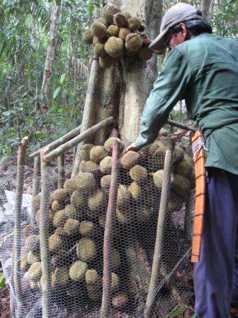 Durian Berbuah Di Pangkal Batang Part 2 | Gambar Menarik