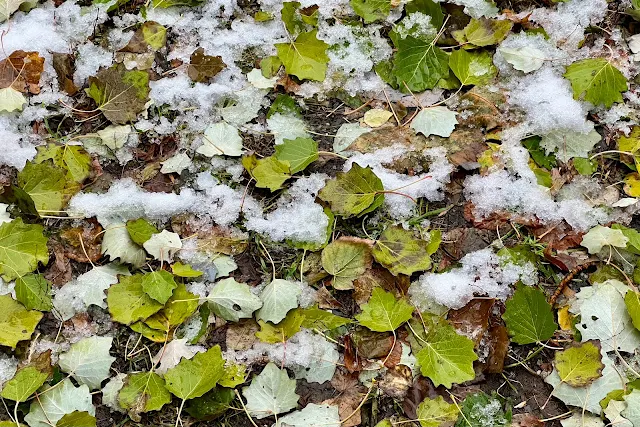 Старомарьинское шоссе, листва со снегом