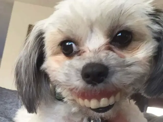 A Dog Steals His Owner's Dentures And Gets A New Smile