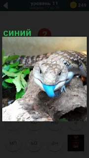  рептилия высунула синий язык и ползет