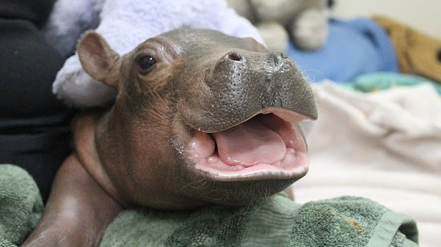 baby Hippo - Hipopótamo bebé