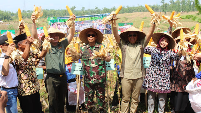 Bupati Cilacap Bersama Dandim Turut Panen Jagung Hibrida Bisi 18 di Desa Sawangan