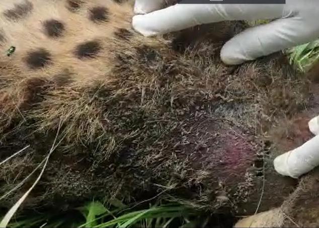 Eperts removing cheetah collar for wound treatment