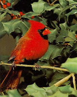 Red Bird Cardinal