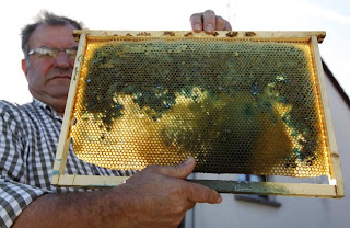 Mysterious multi-colored honey